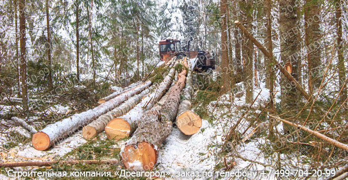 процесс валки леса процесс валки леса